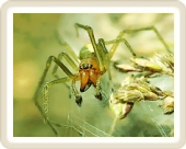 la Pension - jadowity pajk Cheiracanthium Elegans